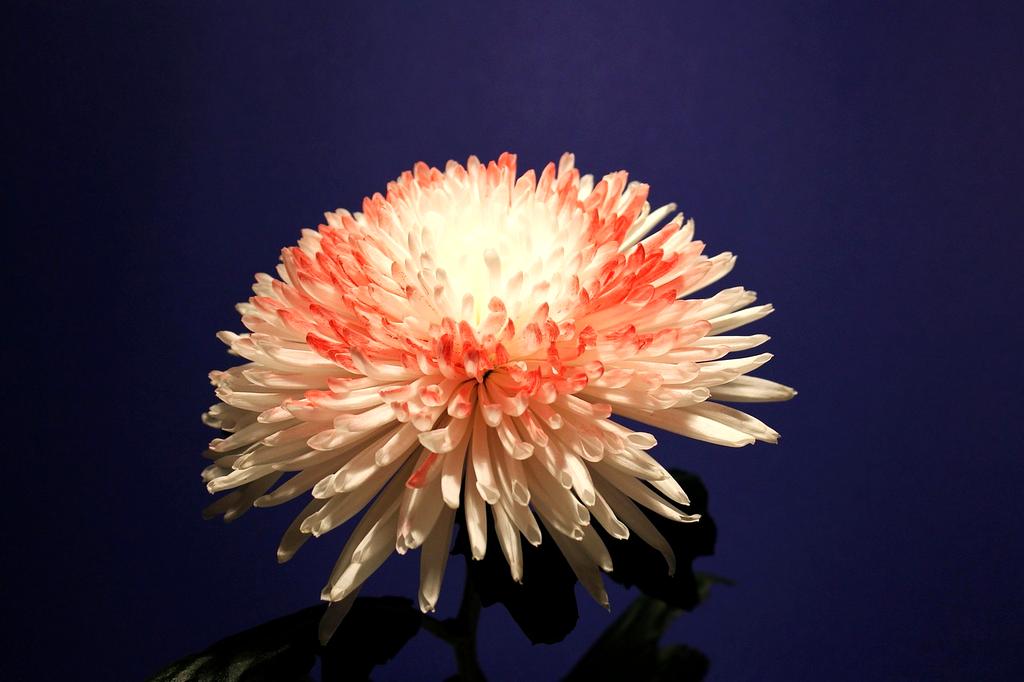 Portrait of Elena Garcia, Customer Experience Manager